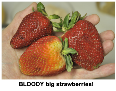 Big strawberries