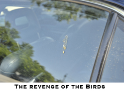 The Revenge Of The Birds